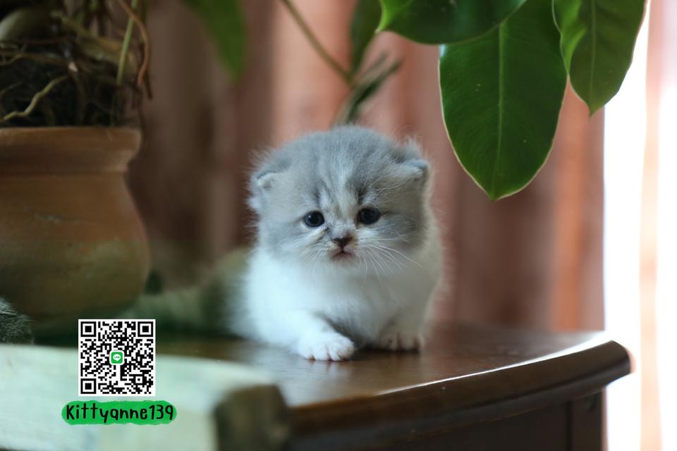 แมวเปอร์เซียผสมบริติช รูปที่ 9