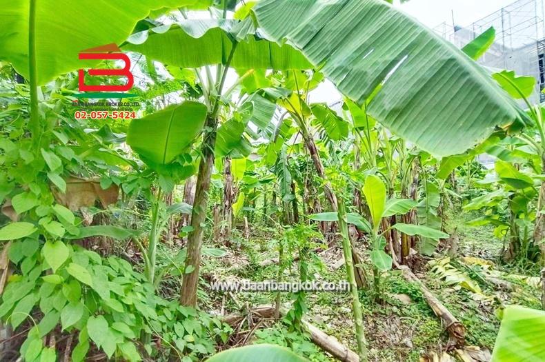 ที่ดิน ถมแล้ว เนื้อที่ 101 ตรว. ซอยลาดพร้าว 80 แยก 20 (ใกล้BTS ลาดพร้าว 71) ถนนลาดพร้าว แขวงวังทองหลาง เขตบางกะปิ 4