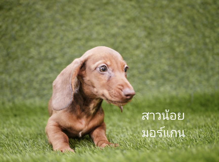 น้องหมา ดัชชุน ขนสั้น
