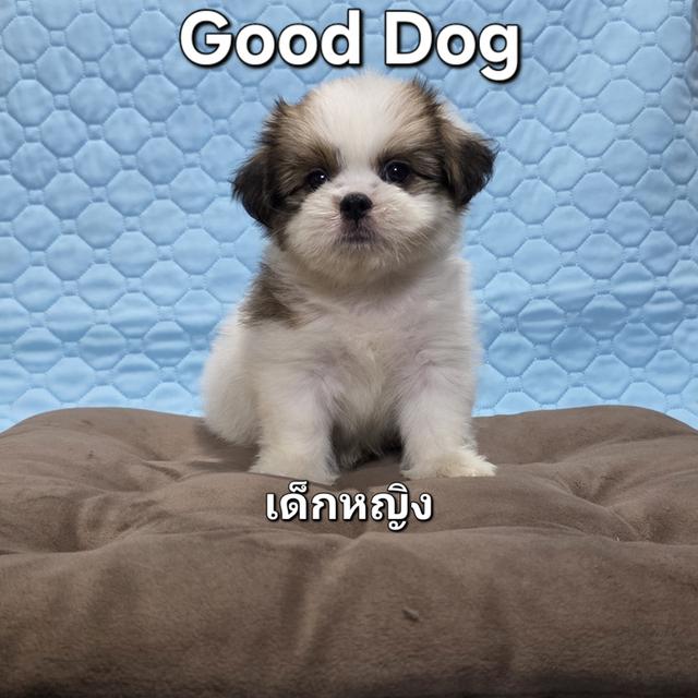 ลูกสุนัขชิสุแท้ (Good Dog)