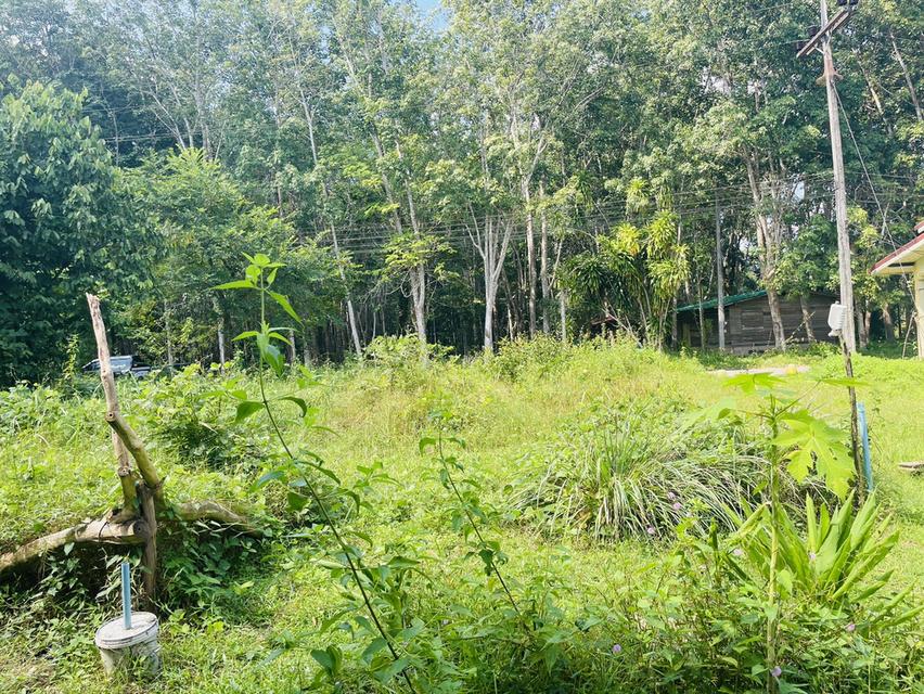 ที่ดินเปล่าขนาด85ตารางวา 1