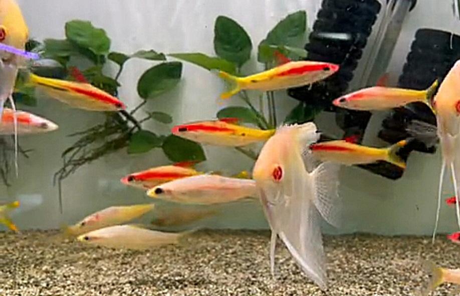 ปลาตะเพียนหน้าแดงทอง