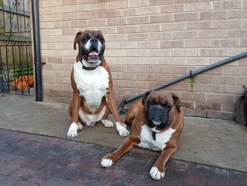 Boxer Puppies  WhatsApp me : +66 63 826 3042 รูปที่ 2