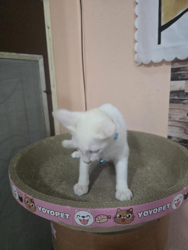 แมวขาวมณีตาสองสี 7