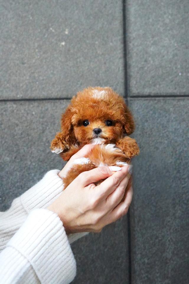 ขายลูกสุนัข Maltipoo สี Red,White พาร์ตี้คัลเลอร์ หน้าตุ๊กตา นำเข้าจากเกาหลี พรีเมีย รูปที่ 6