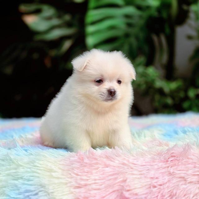 ปอมผสมชิวาวา เพศผู้ 2