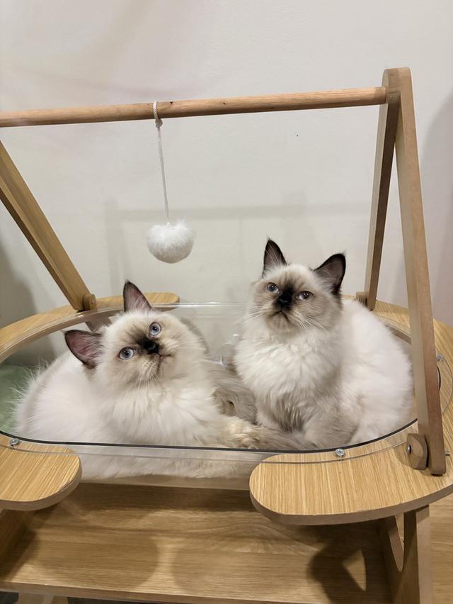 ❌🏠ได้บ้านแล้ว เปอร์เซียหิมาลายันแท้ รูปที่ 5