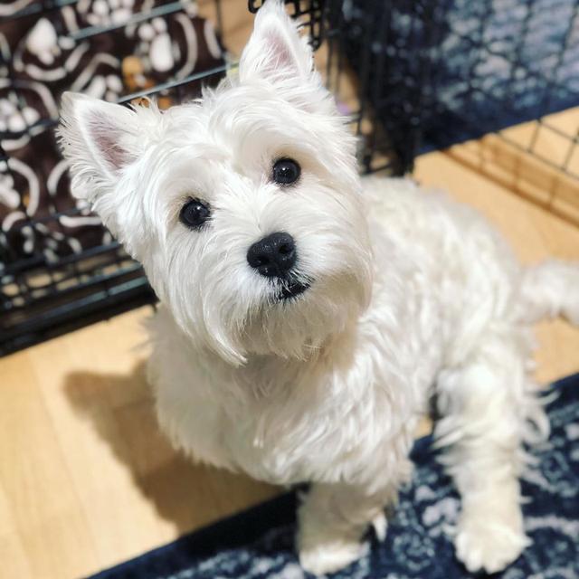 West Highland Terrier Puppies for sale รูปที่ 3