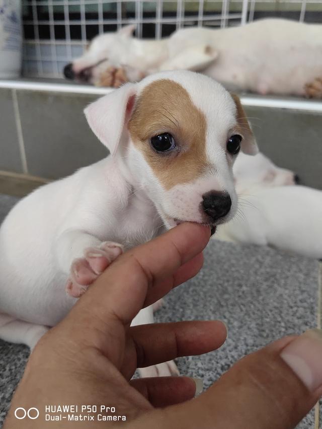 ขายลูกสุนัขแจ็ครัสเซล 5
