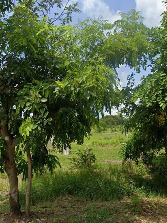 ที่ดินเปล่าสุวินทวงศ์110 หนองจอก กรุงเทพขายด่วน 5