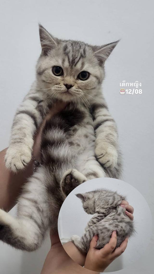 ด.ญ.สก็อตติช ตัวเมืองนครปฐม พร้อมย้าย