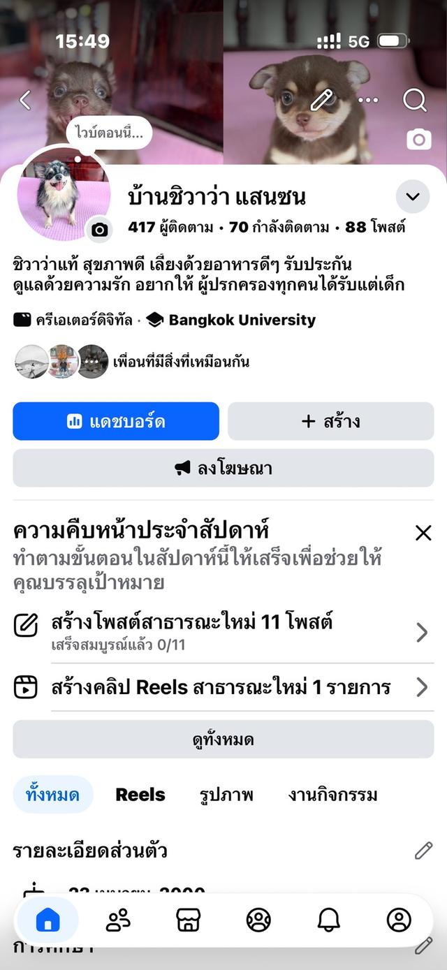ชิวาว่าแท้ เพศผู้ เพศเมีย รูปย่อยที่ 2