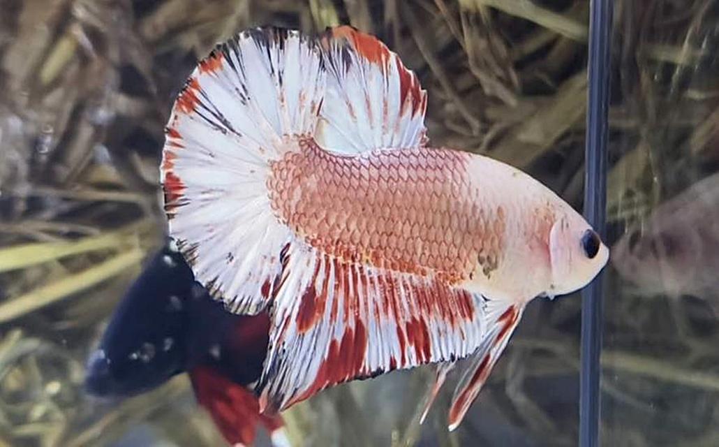 นีโม่โค่ย (Koi Betta) สีหลุมติดลายไฟ 9