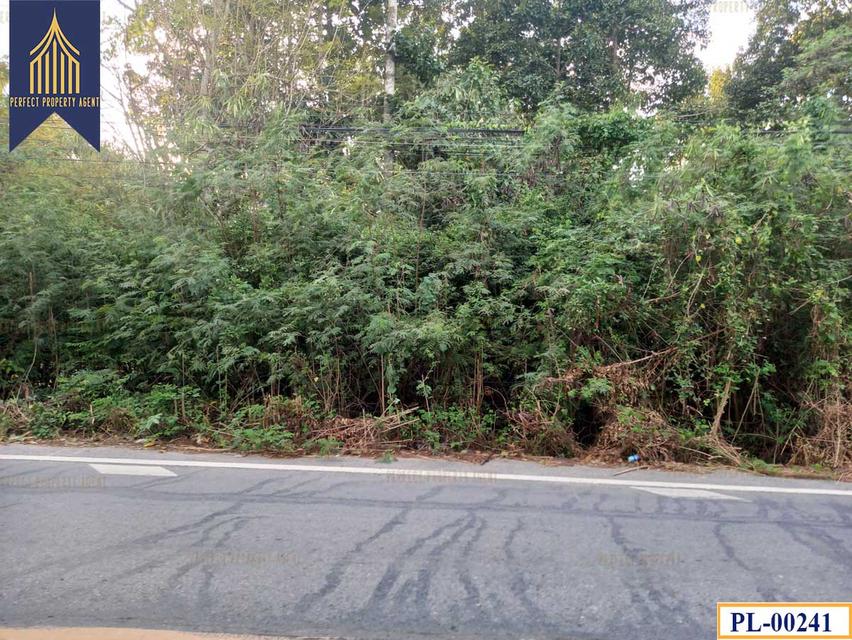 ขายที่ดิน หนองเสือ ทำเลดี จังหวัดปทุมธานี 3