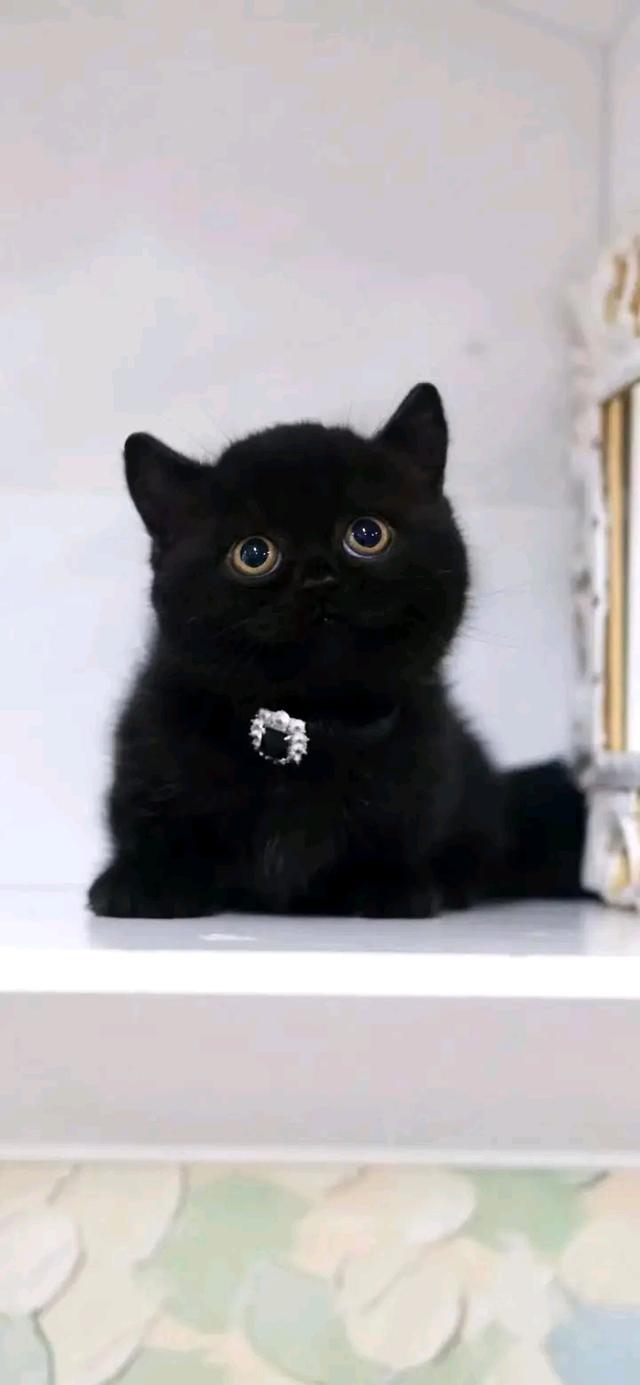 แมวมันช์กิ้น สีดำ 3