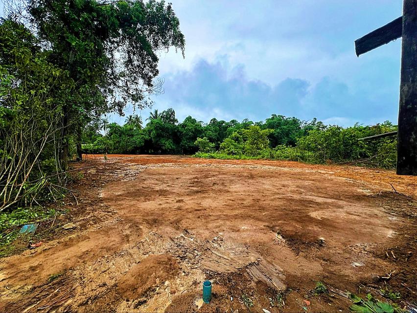 ที่ดิน บางมรวน ตะกั่วป่า พังงา 2