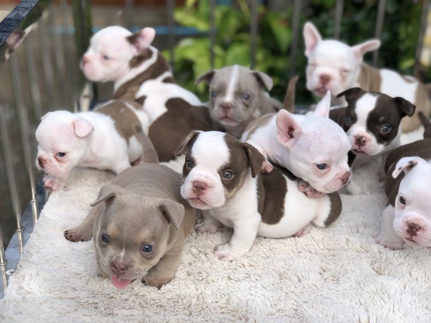 เอ็กโซติกบูลลี่Exoticbully รูปที่ 3