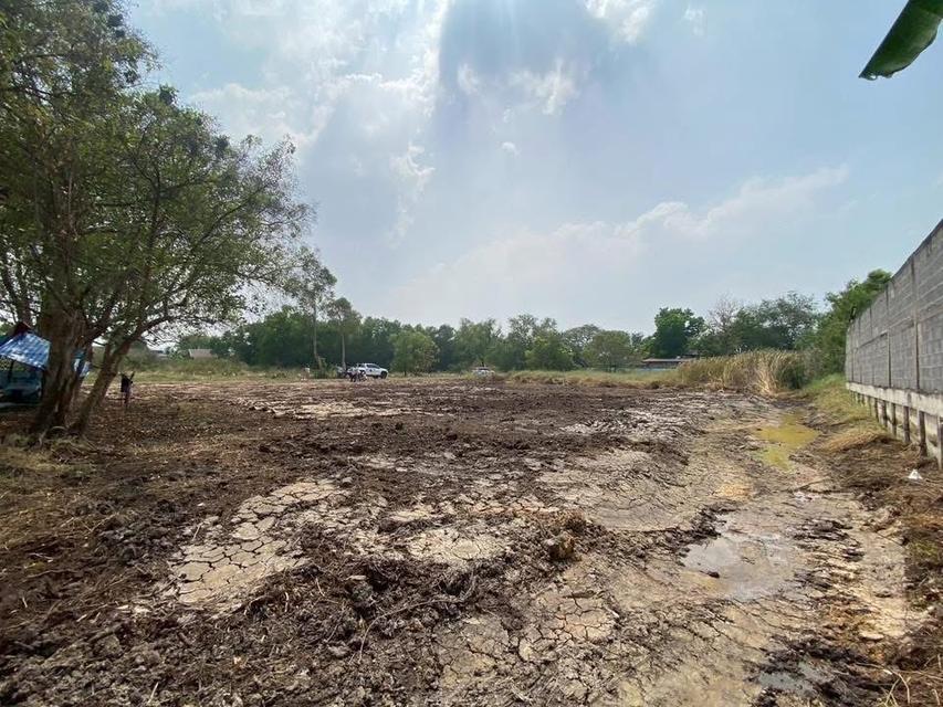 ขายด่วนที่ดินคลองสอง 312 ตารางวา) (ทำเลดี มีอนาคต 13 อ.คลองหลวง จ.ปทุมธานี 5