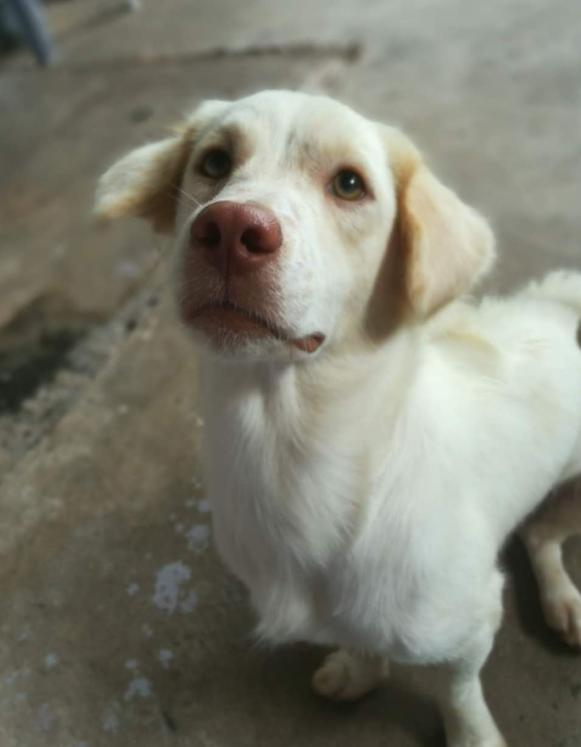 White Golden Retriever หมาน้อยจมูกชมพู 6