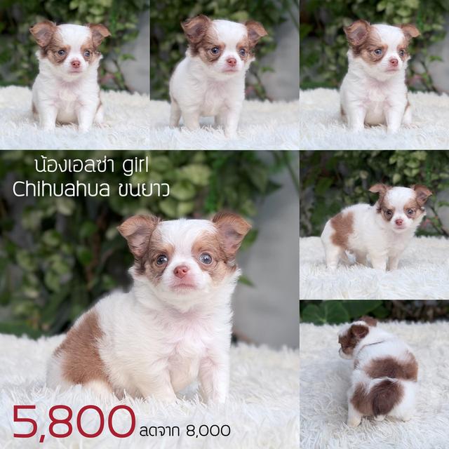 ชิวาวาแท้ ขนยาว พร้อมย้ายบ้าน รูปที่ 7