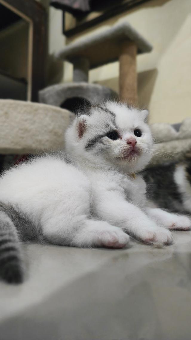 Scottish Fold (boy)
