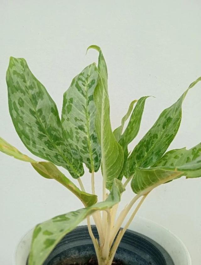 ขายต้นแก้วกาญจนา หรือ อโกลนีมา (Aglaonema) 2