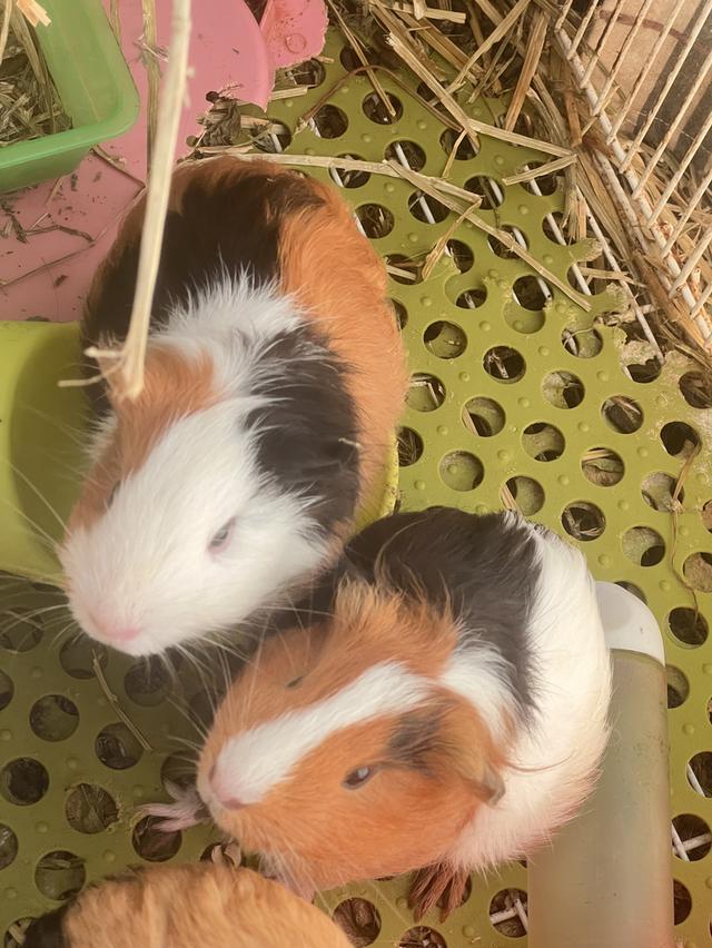 แกสบี้น่ารักๆ 5-6เดือนค่ะ