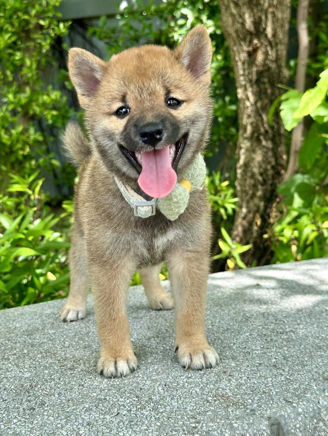 ชิบะอินุ Shiba