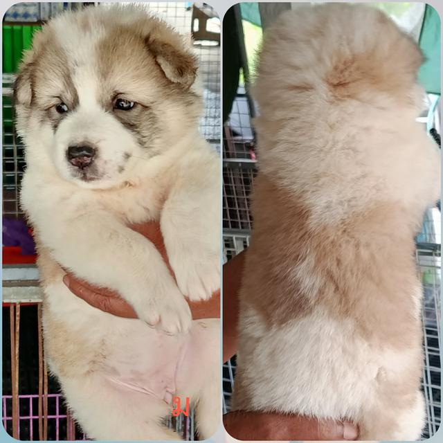 สุนัข บางแก้ว อายุ40วัน สุขภาพดี ร่าเริงแข็งแรงสนใจโทรมานะคะ