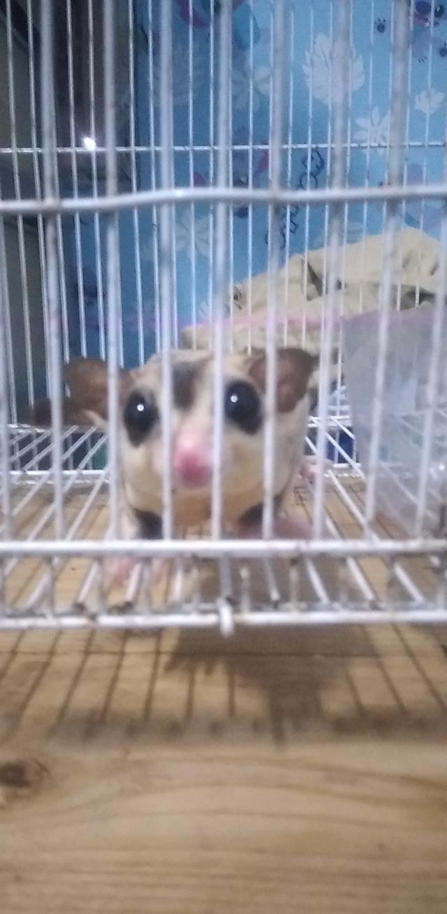 ชูก้า บ้านน้องไจแอนท์❤️🐿
