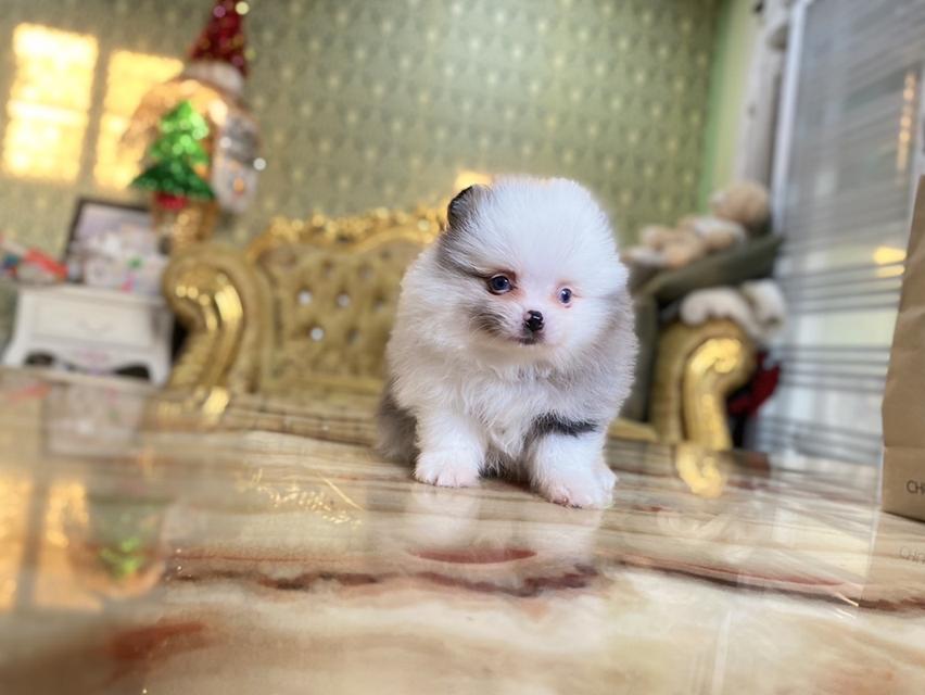 ลูกปอมแท้ สอบถามได้ค่ะ 6