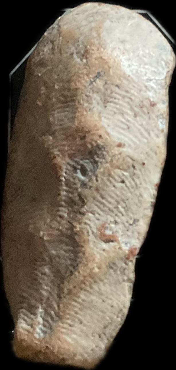 พระกำแพงลีลาเม็ดขนุน พิมพ์ไหญ่ กุวัดพิกุล 13