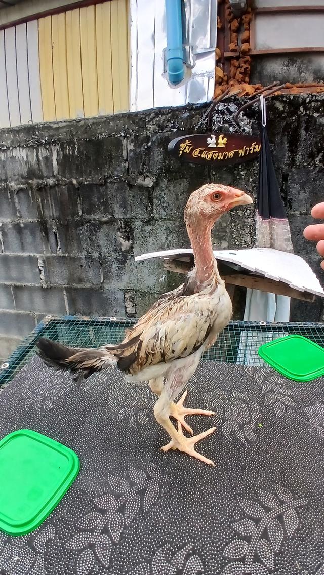 เปิดแบ่งสายพันธุ์ไก่ชน 2569