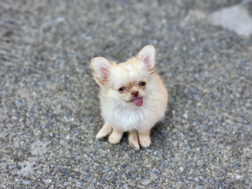 ชิวาวาไซส์จิ๋ว. วัคซีน 2 เข็มแล้ว. อยากมีบ้านคร๊าบบ สุขภาพแข็งแรง รับประกันโรคครับ 😊 รูปที่ 5