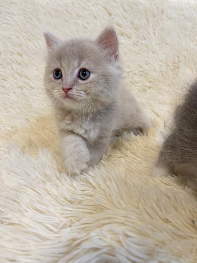 แมวเปอเซียแท้ สีครีม ลายเสือ รูปที่ 15