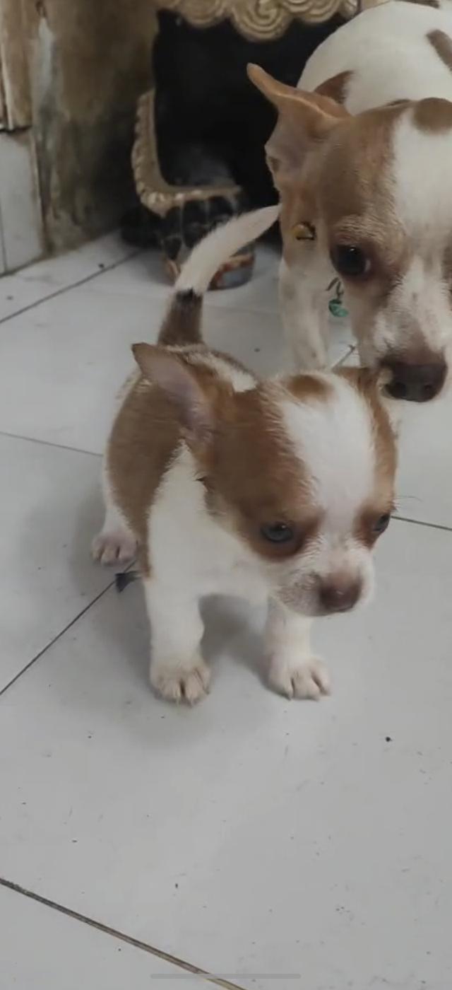 ขายลูกสุนัขชิวาวา (เลี้ยงบ้าน)