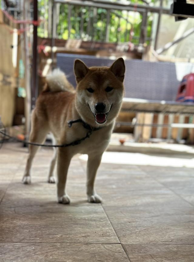 ขายชิบะแท้สีน้ำตาลแดง 7