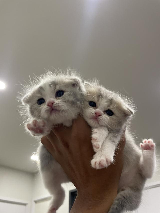 Scottish fold 5
