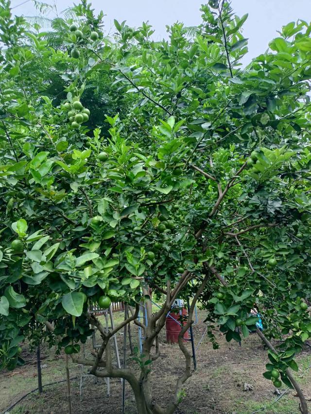 ขายบ้านสวน พร้อมที่ดิน!!!มีโฉนดครุฒแดง เนื้อที่ 1 ไร่ 37 ตารางวา ราคา1,200,000บาท ต่อรองได้ ขายเองไม่รับนายหน้าครับ ตั้งอยู่ทุ่งดินดำรีสอร์ทจังหวัดสุพ 7