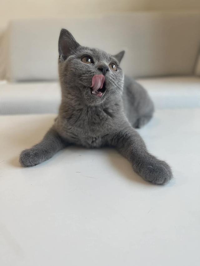 British Shorthair WCF ดช รูปที่ 6