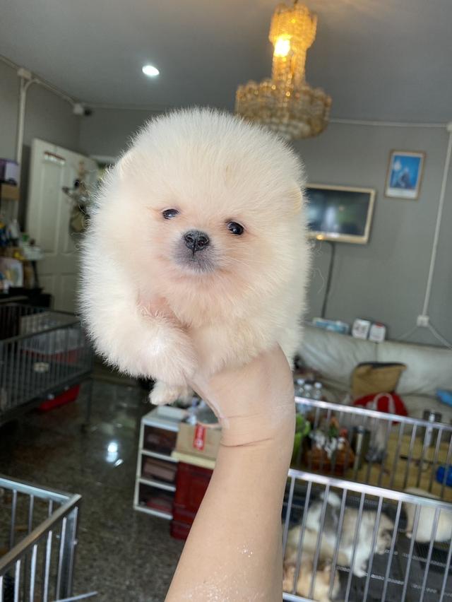 ลูกปอมแท้ มาดูตัวจริงได้ค่ะ