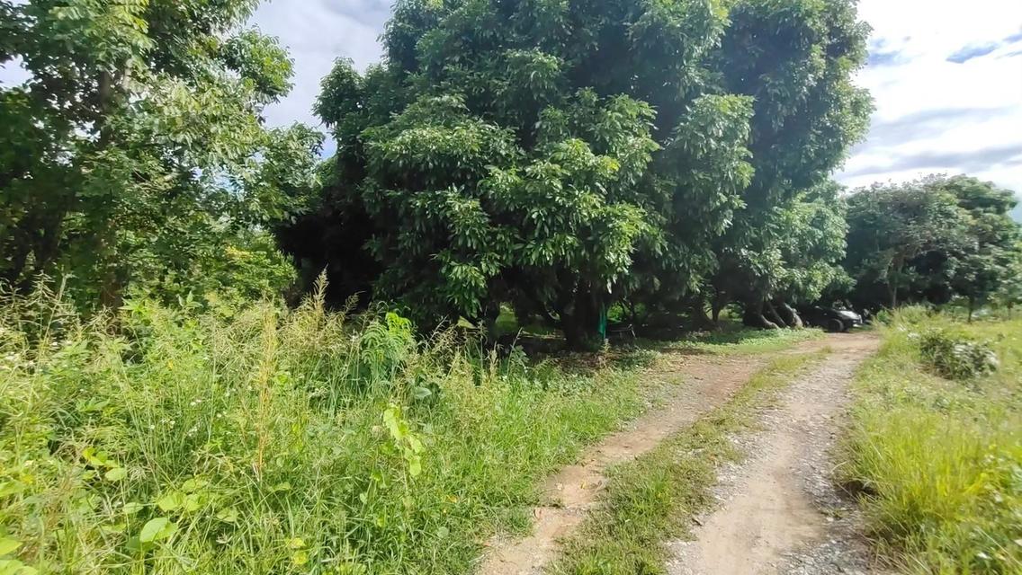 ด่วน! ขายที่ดินสวย ทำเลดี ใกล้แยกกองทราย สารภี จ.เชียงใหม่ 3 ไร่ 1 งาน 64 ตารางวา 1