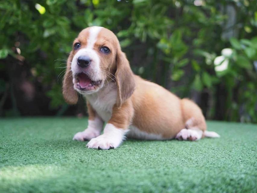 ลูกสุนัข Basset Hound เด็กชาย 4