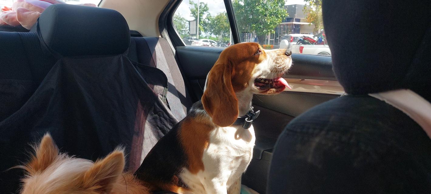 ขายสุนัขพันธุ์บีเกิ้ล