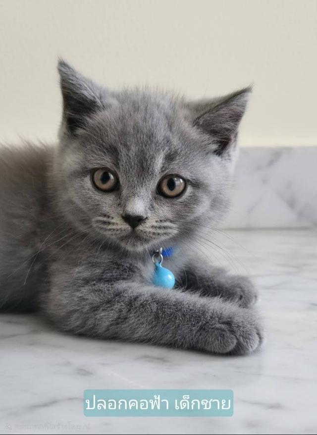 ลูกแมวบริติช ชอร์ทแฮร์ (British Shorthair)