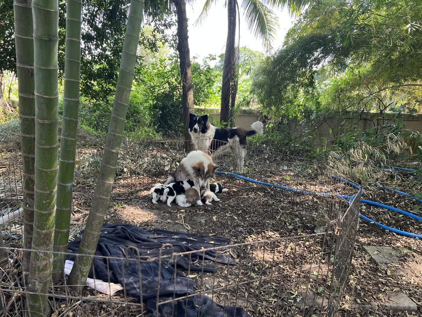 ลูกสุนัขบางแก้วแท้ อยู่จังหวัดชัยนาท 3