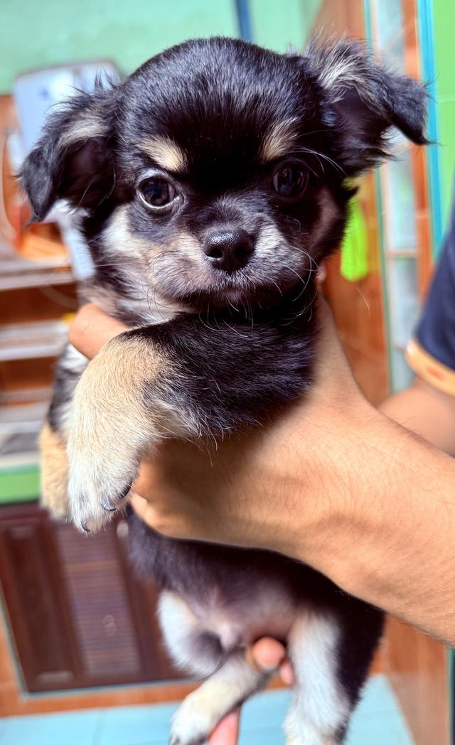 ชิวาวา เด็กชายทั้งสองตัว ขนยาว เกิด 9 มีนา 2568