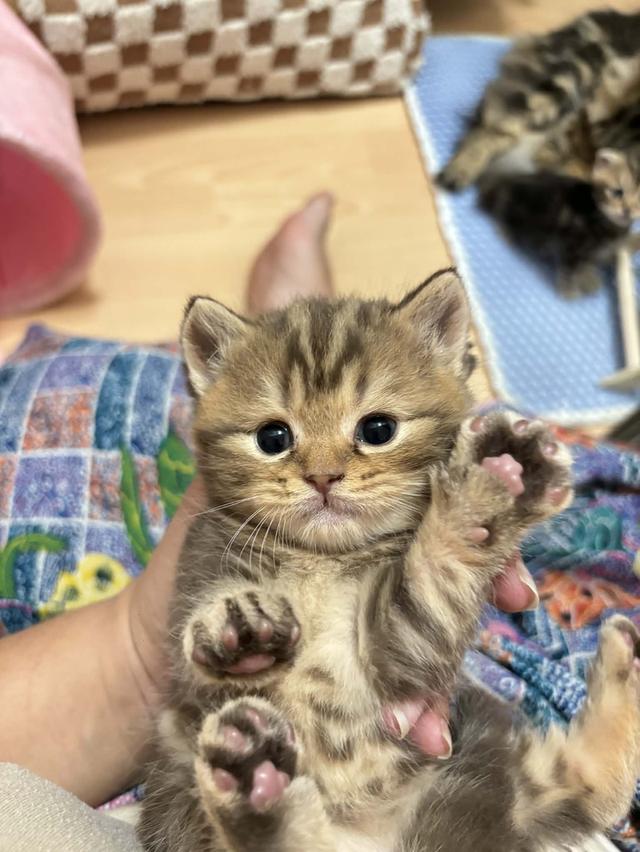 สก็อตติช หญิง หมีๆ😻😻🏡🏡 สนใจทักมาสอบถามได้เลยคะ น้องผู้ชายก็มีนะคะ