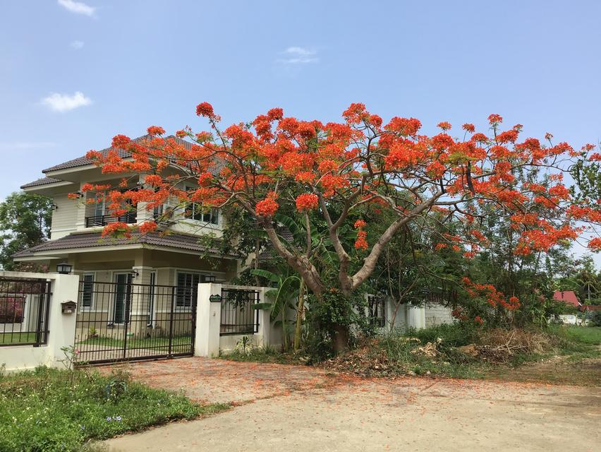 บ้าน 2 ชั้น 135 ตรว. 4 นอน 3 น้ำ 1