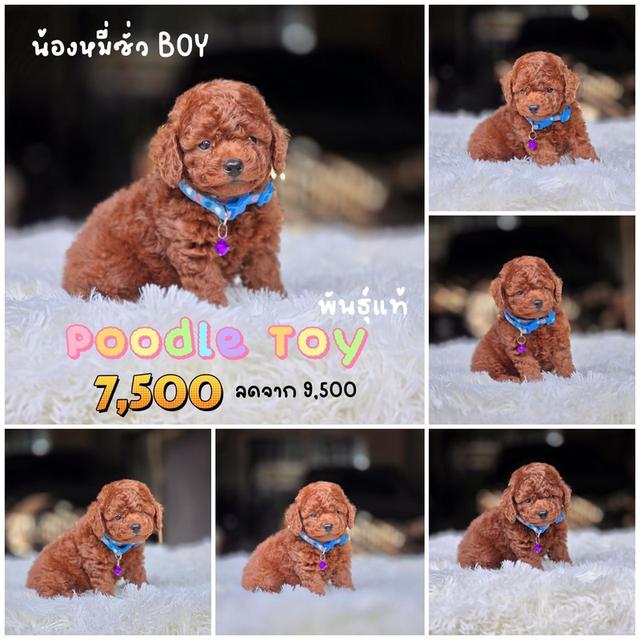 พุดเดิ้ลทอยแท้ พิกัดรามอินทรา